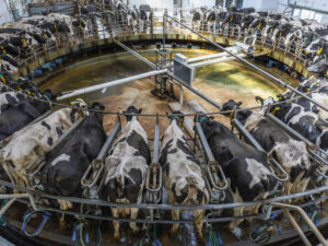 cows