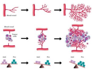 vascular blood images